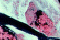 thumbnail - click for larger image